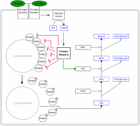 The lipolysis pathway in the adipocyte