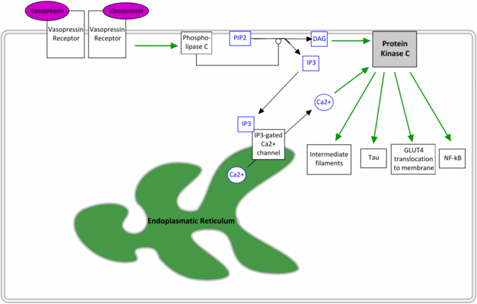 PKC pathway. Own work