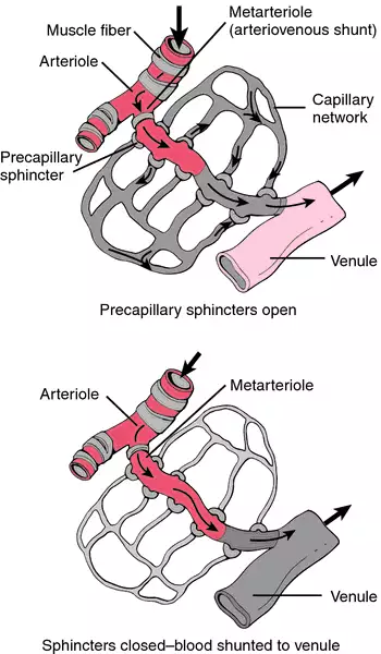 File:Capillary shunt formation.webp